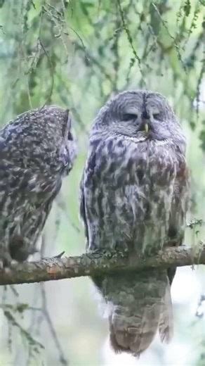 Owl Kisses 🦉💕 #Nature