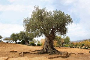 72 Different Olive Tree Varieties - ProGardenTips