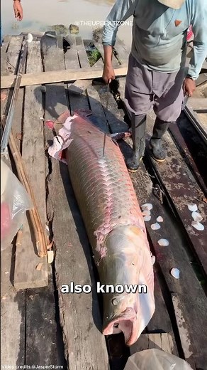 Pirarucu or Arapaima Scale 😨