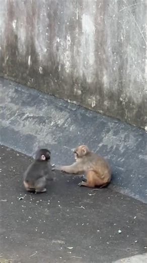 viral Japanese monkey #trending #shortvideos #monkey #viral #japan #reality #emotional #sad #love 🐒