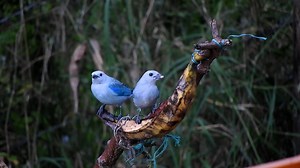 La Nature Oiseau Des Oiseaux - Free video on Pixabay