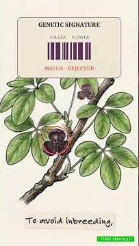 Chocolate Vine Explained: The Beautiful Climber Every Gardener Should Understand Before Planting