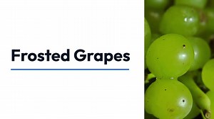 Frosted Grapes: The Coolest Snack You Didnt Know You Needed