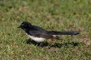 Willie wagtail - Alchetron, The Free Social Encyclopedia