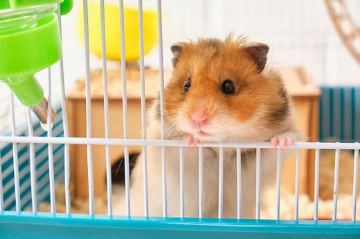 What Your Hamster Is Trying to Tell You