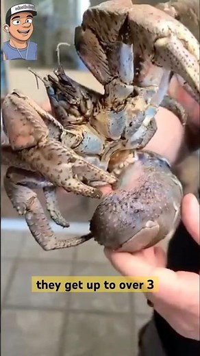 coconut crab #funfacts