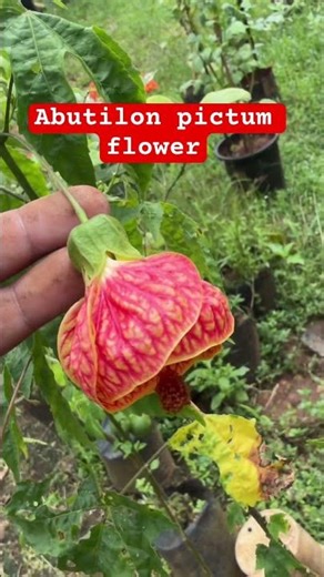 Abutilon Pictum Plant 🌿 | Indian Mallow Flower | Beautiful Bell-Shaped Blooms