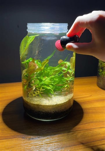 One-Year Update on My Jar Aquarium Setup