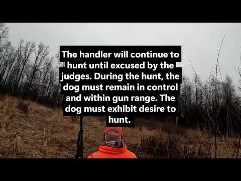 NAHRA Working Upland Retriever Field Test