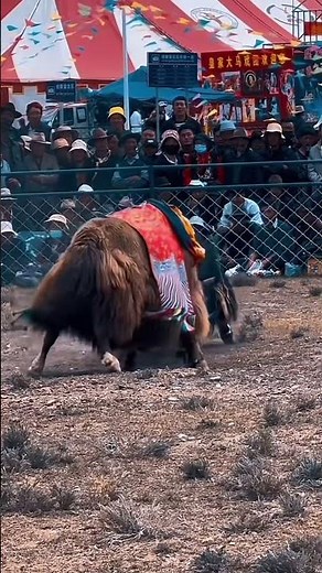 Raw Power and Tradition: Yak Fight in the Mountains of Tibet! #angry #tibetian #yakfight #battle