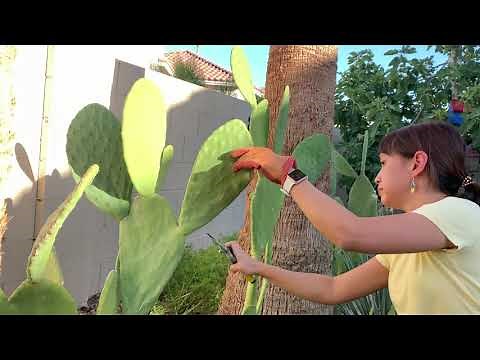 VLOG#4: Trimming my Opuntia, Potting up Cactus Pups and Seedlings