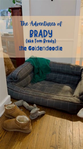 Brady Moves His Bed Finally found the perfect spot for my bed—well, maybe! 🛏️ Between finding hidden treasures like my squeaky elephant and chasing my ball toy, rearranging is serious business. Decisions are tough, but at least I’ve got company! 🐾 #goldendoodle, #tombradygoldendoodle, #doodle, #puppy, #paws, #petlovers, #minigoldendoodle, #cutedog, #tombradydoodle, #tombrady, #dogadventures, #pawpatrol, #dogslife, #puppyprison, #puppyfriends, #funnydogs, #gooddog, #funnydogvideos, #fyp, #dogso
