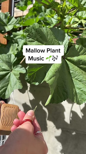 Experience the Harmonious Frequencies of Nature with PlantWave