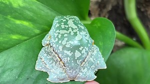 39 reactions · 5 comments | My fringed leaf frog (Cruziohyla craspedopus) tadpoles all metamorphosed into froglets! Today I am going to show you how I raised my tadpoles into frogs! We'll go over my experiences housing them, feeding them and more! Hope you enjoy! (Link to full video in comments) | Reptiliatus | Facebook
