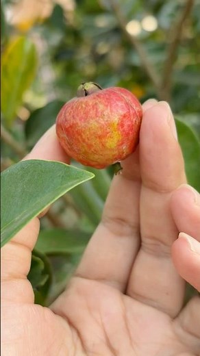 Fresh cherry guava straight from the tree! #backyardgardening #homegrown #fruitharvesting
