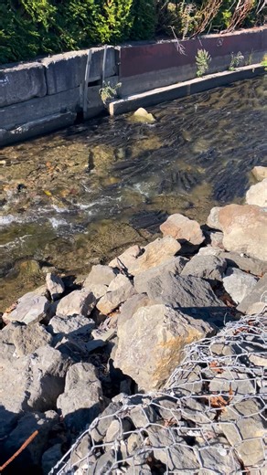 Trout Run 10.28.2025: Steelhead season is in full swing after last week’s rain and cold temps! We’re forecasted to get more rain later this week, but today and tomorrow are going to be sunny with an east wind. This combined with the current low and clear tributary conditions means fishing is decently tough. However, more rain soon will bring more good conditions and good fishing. Stop in the Pro Shop and get stocked up! #FishUSAProShop . *Note: Trout Run, the tributary featured in this video, is