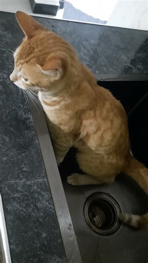 Sheikh was making "pee" inside 😳 Zink