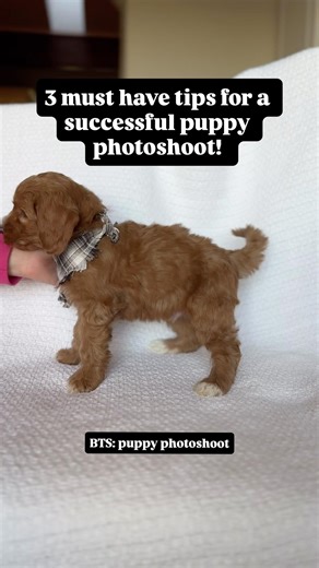 3 must have tips for a successful puppy photoshoot