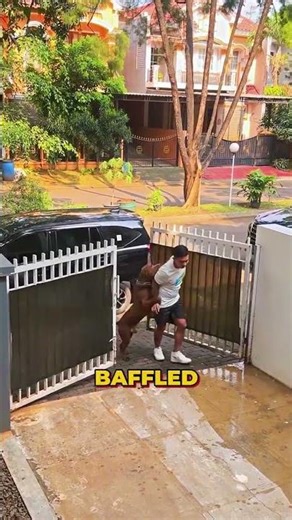 Dogo Knows Something We Don't 🙃