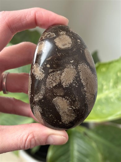 Polished Cladopora & Spiral Gastropod Fossil Stone – 3.25" Premium Michigan Coral – Dark Matrix Fossil – Tabulate Coral - Etsy