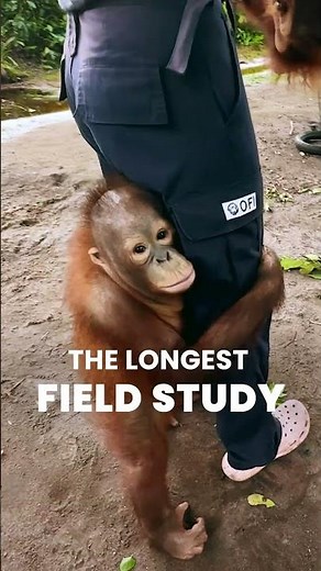 Earth Week: Watch The Film, Help Save Orangutans