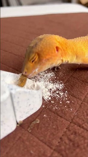This Is How I Make My Geckos Happy