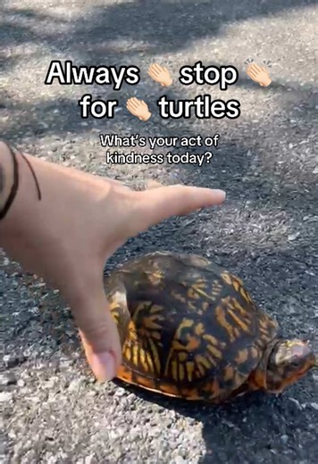 Always help turtles cross the road in the direction they’re headed 🐢💚 Pick them up gently (never by the tail!) and set them safely on the other side. Safety for you AND the turtle first! Have you ever helped a turtle cross?!\t#SaveTheTurtles #TurtleCrossing #WildlifeRescue #NatureFriendly #BeKindToAnimals