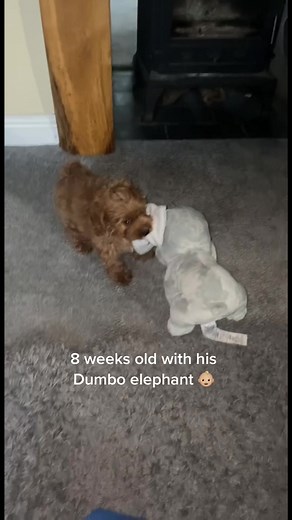 He’s getting so big 🥺🥺 #bigandsmall #growupwithme #growingup #growup #playtime #cuddly #fyp #foryou #foryoupage #cavapoochon #cavapoochonpuppy #cavapoochonpup #cavapoochonsoftiktok #pup #puppy #puppies #funnyvideos #cute #funny #dumbothedog #officialdumbodog