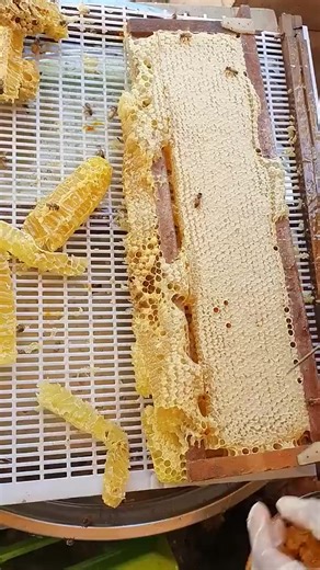Exploring Honeycomb Benefits for Natural Remedies