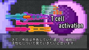 【ゆっくり解説】T細胞の活性化