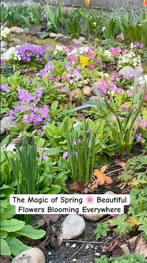 The Magic of Spring 🌸 Beautiful Flowers Blooming Everywhere