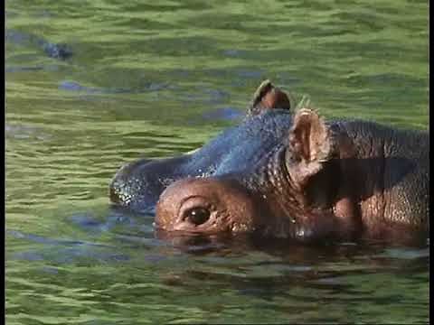Seed Dispersal By Water