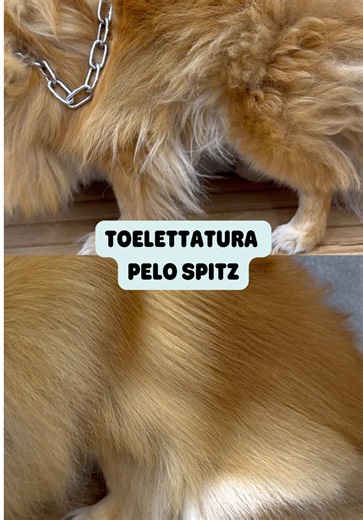 Toelettatura Spitz con Spritzino | Risultato Pazzesco