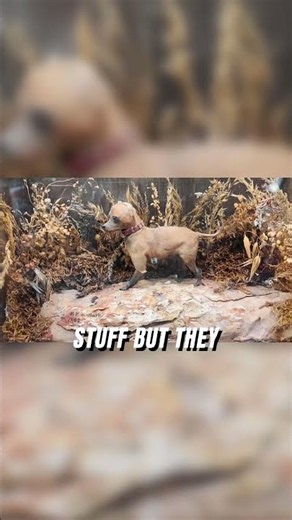 The Mystery of Pawnzini: Smallest Dog!