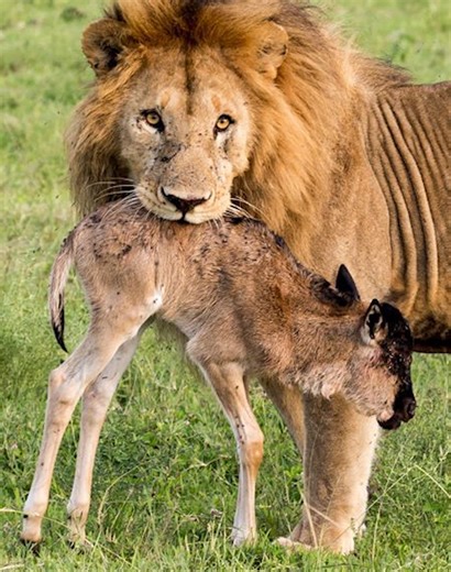 5.2K views · 77 reactions | 32 Stupid Moments Predators Attack Their Prey Caught on Camera vs老 | Best Video | Facebook