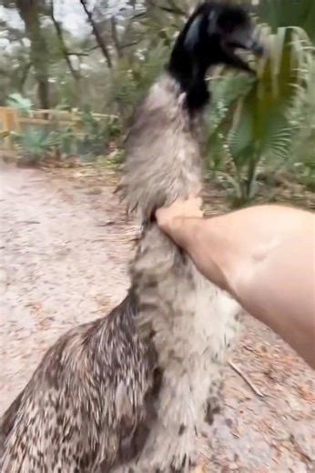 Aggressive emu vs friendly emu #emubird #bigbird #animalplanet #vs #wildanimals #fyp