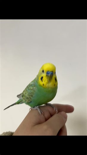 あおママ｜鳥好きさん集合な📣 on Instagram: "フォローはこちら @aoichan_0611 Yahoo!掲載の記事から一部抜粋してお届けします♪ 🌙━━━･ﾟ✧━━━🌙🌙━━━･ﾟ✧━━━🌙 3人の子育てをしながら、セキセイインコのあおちゃん（オス・8歳）と、2匹のハムスターとにぎやかに暮らしています。あおちゃんをお迎えして8年。長く一緒にいると色々な発見がありますが、特に「鳥さん用語」には驚きの連続でした。 小鳥を飼っている方にとっては「当たり前！」のことでも、飼い始めるまで知らなかった専門用語がたくさんあるんです。今日は、私が驚いた鳥さん用語を、親愛を込めてご紹介しますね。 1. 「かんう」と読みます。春と秋は特にドキドキの『換羽』 ・・・ 🌙━━━･ﾟ✧━━━🌙🌙━━━･ﾟ✧━━━🌙 続きはYahoo!記事も読んでみてね！ 🌙━━━･ﾟ✧━━━🌙🌙━━━･ﾟ✧━━━🌙 🐦 鳥好きさん集合💚 インコと暮らす楽しさ＆情報を毎日シェア中 ✨ 🌱 飼ってない人も癒されるインコ日常 🌱 人にも動物にも地球にも優しい暮らし 🌱 BLA3級取得