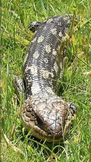 Blue-Tongue Lizard Facts