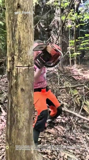 Powerful Chainsaw Notching Technique | Fast & Precise Tree Cutting in the Forest