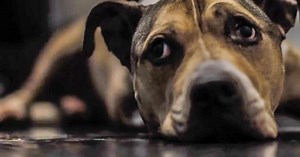 Top 10 SADDEST YouTube Videos | Videos on WatchMojo.com