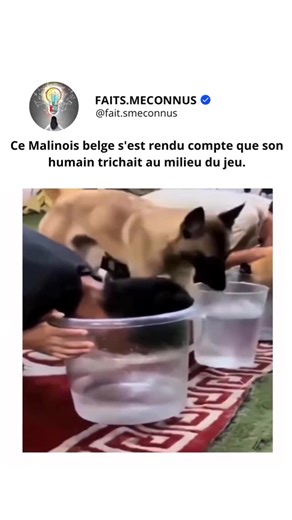 Faits.Meconnus | Le Malinois belge est l’une des races de chiens les plus intelligentes et les plus dressables au monde. Élevés à l’origine pour l’élevage,... | Instagram