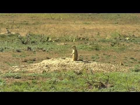 North Dakota prairie dog hunting, slo-mo kill shots .17 hmr