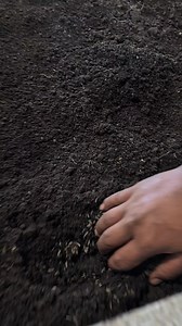 425 reactions · 14 shares | Frass vs Maggots #blacksoldierflylarvae #blacksoldierflyfarming | Hamzah Mohd Tang | Facebook