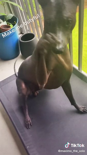 Xoloitzcuintli Nail Trim Guide