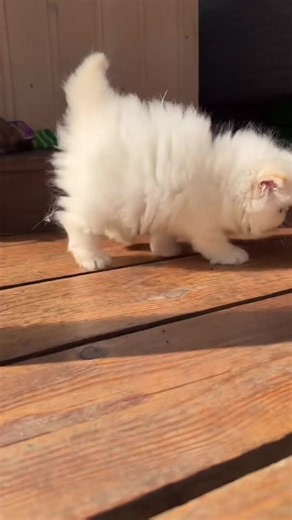 Cute kitten meowing: Tenu pona zid dil di main vi