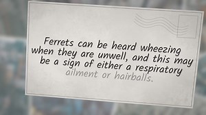 What Noises Do Ferrets Make?