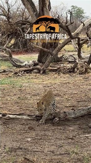 Marking Its Territory | The Secret Life of the African Leopard