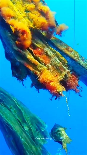 #spearfishing #Rumpo #panahikan #atlantic #tripletailfish #duniabawahlaut #reels #fyp