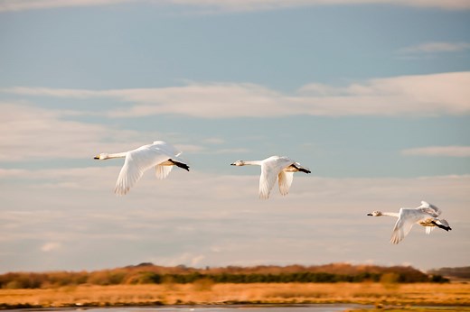 10 migratory birds to spot this autumn, including UK's smallest and rare 'storm-tossed' visitors