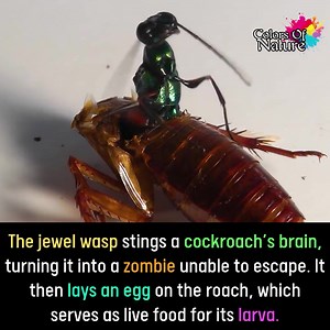 Jewel Wasp vs Cockroach | Colors Of Nature